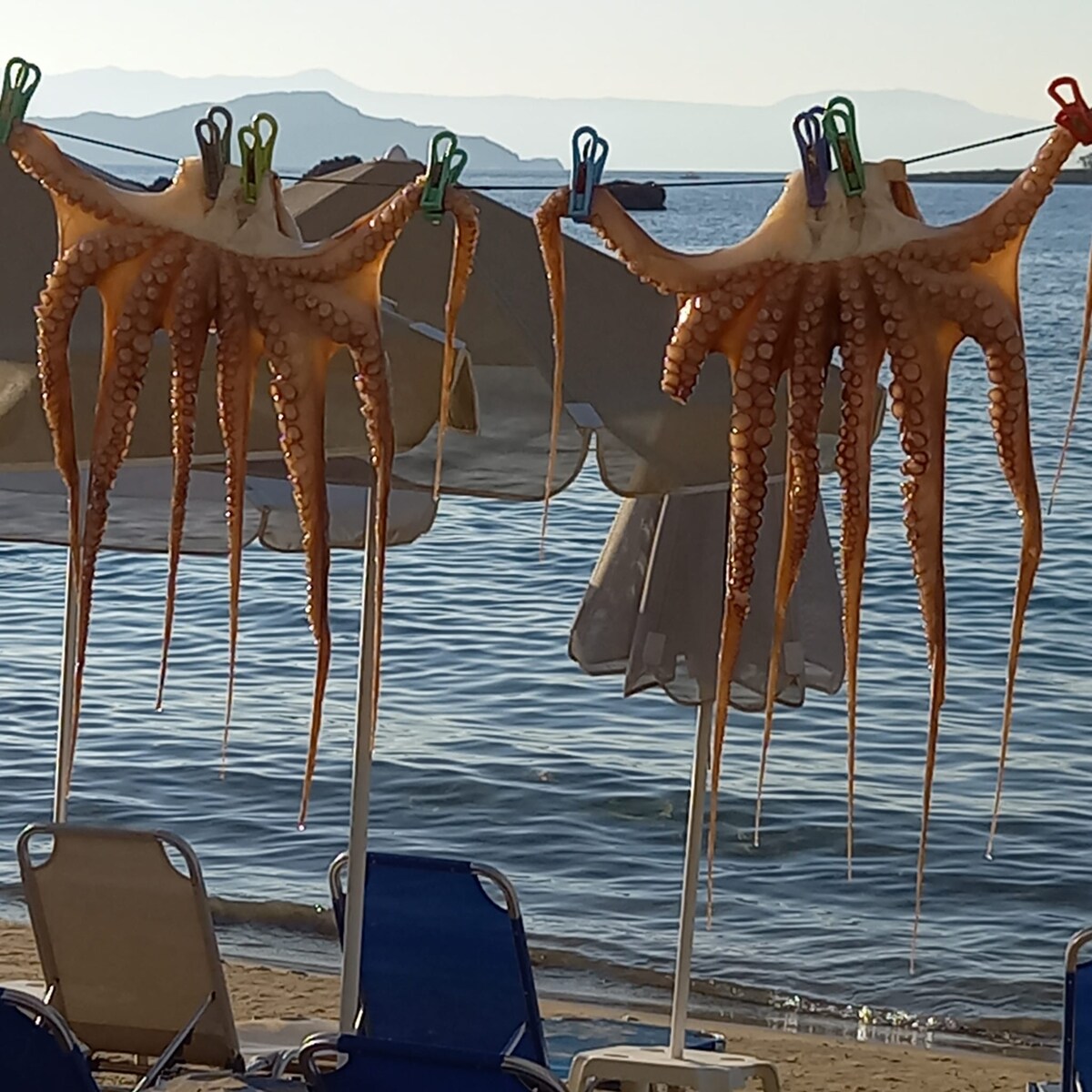 Oktopus-Fang am Strand von Nea Chora